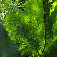 gartenicon