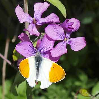 J�rg Sedl, Fotografie im Garten, G�nsel und Minze