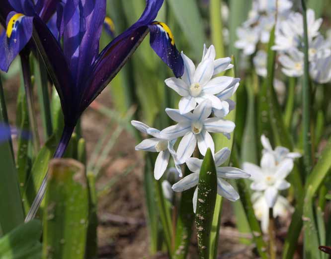 Iris reticulata und Puschkinie
