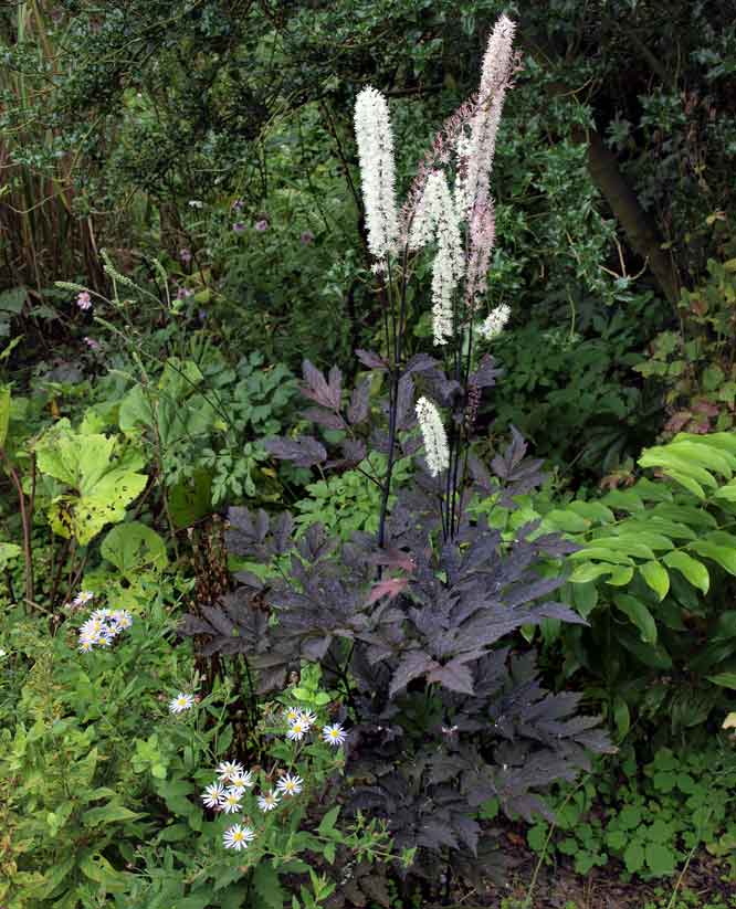 September-Silberkerze