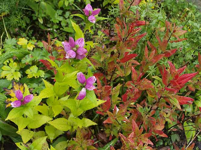 Miesmäulchen, Chelone obliqua