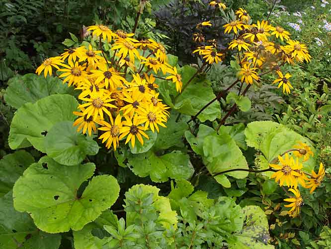 Ligularia dentana