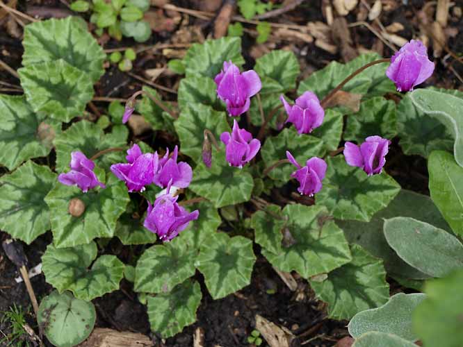 Cyclamen hederifolium