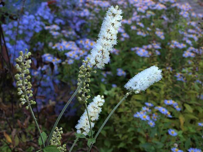 Cimicifuga simplex