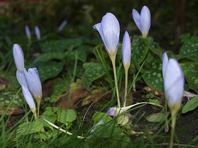 Crocus speciosus