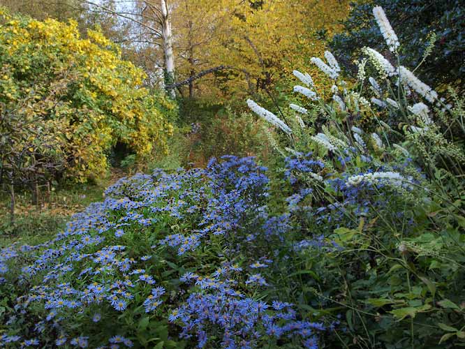 Astern und Silberkerzem