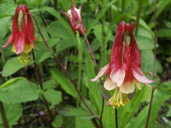 Aquilegia canadensis 'Little Lanterns'