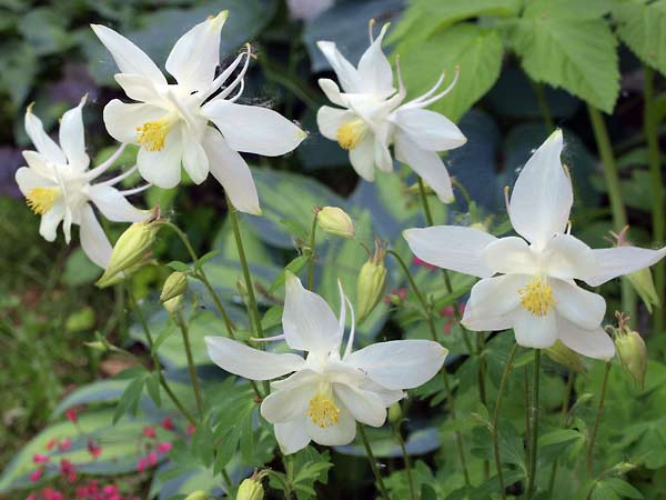 Aquilegia caerulea 'Kristall'