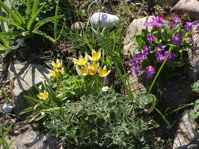 Steingarten mit runden Feldsteinen