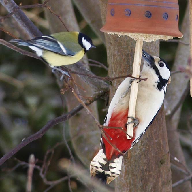 Buntspecht an der Futterglocke hängend