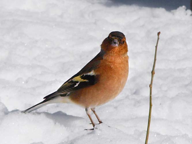 Buchfink im Schnee