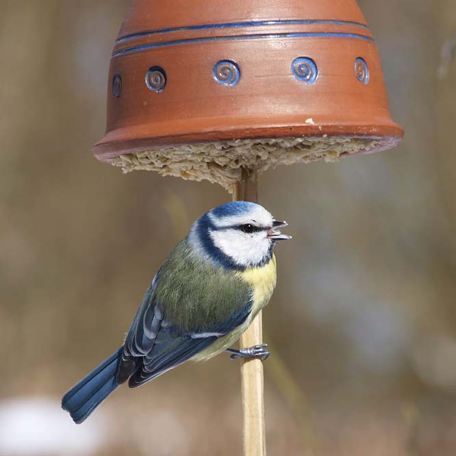 Blaumeise an der Meisenglocke