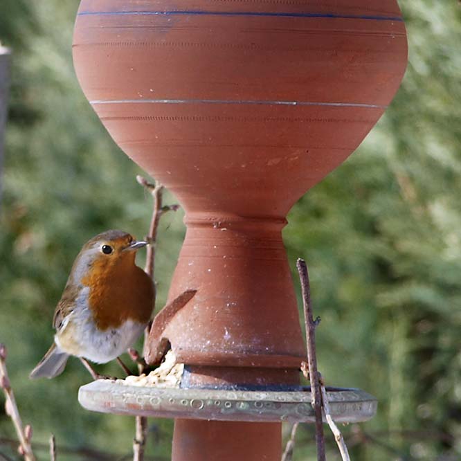 Rotkehlchen an der Futterstelle