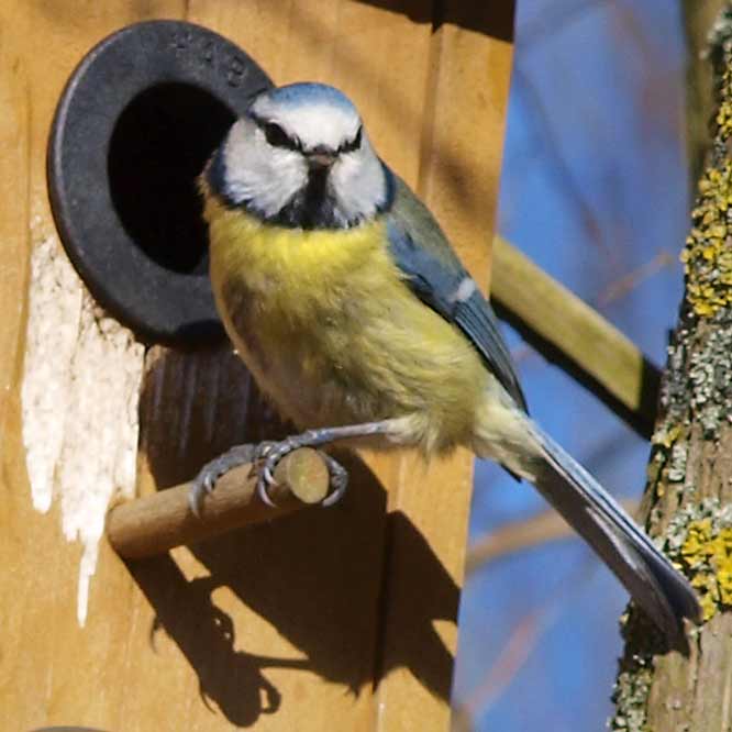 Blaumeise am Nistkasten