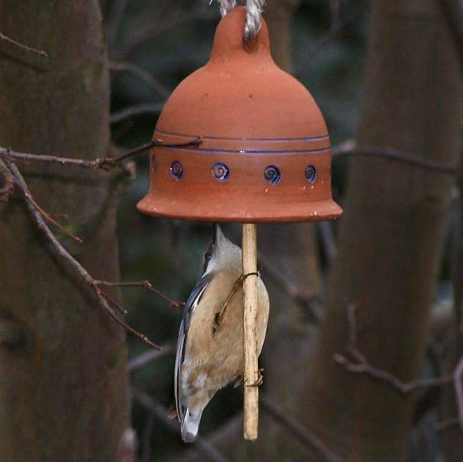 Zwerggünsel am Stein