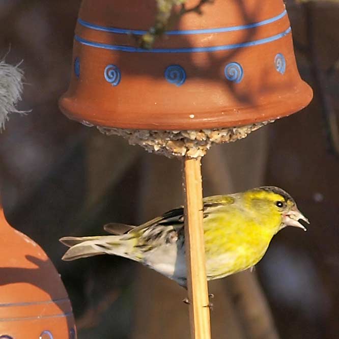 Erlenzeisig-Männchen