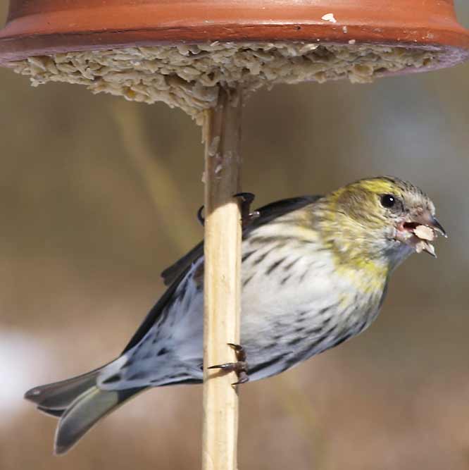 Erlenzeisig-Weibchen