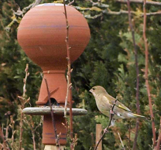 Grünfink an Futterglocke