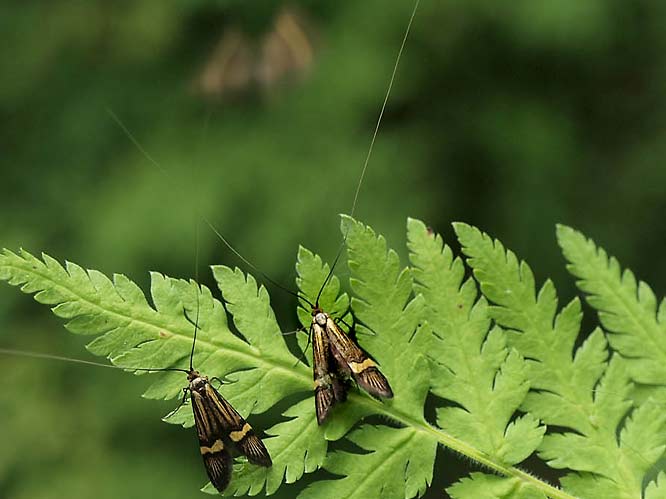 Langhorn Miniermotte - Nemophora degeerella