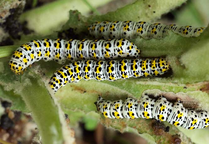Raupe des Königskerzen-Mönchs (Shargacucullia verbasci)