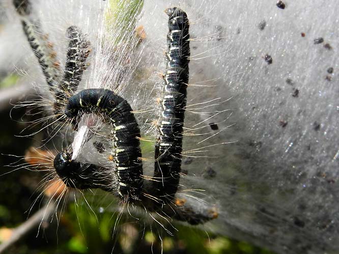 unbekannter Nachtfalter