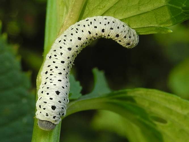 Tenthredo scrophulariae