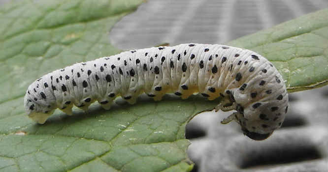 Tenthredo scrophulariae