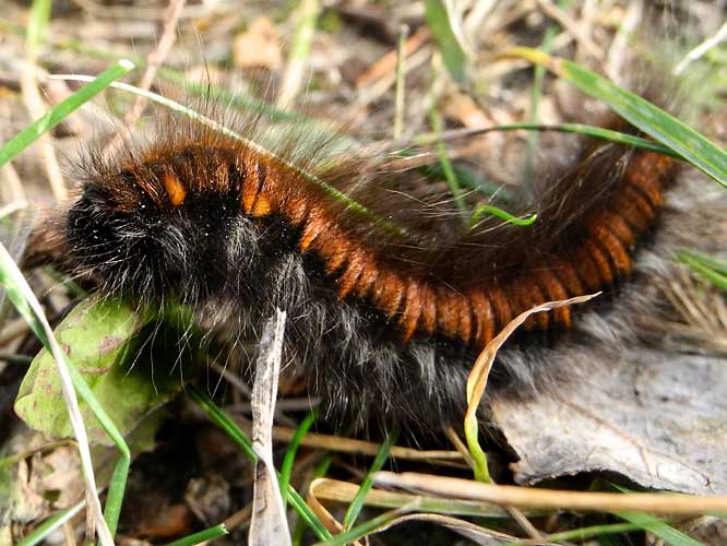 Brombeerspinner Raupe