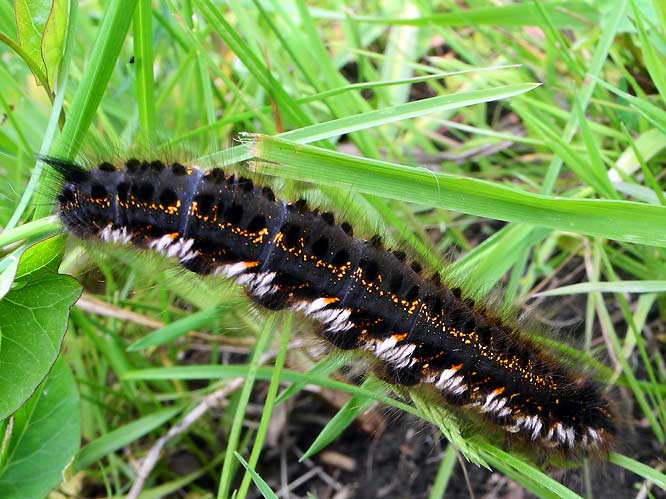 Grasglucke (Euthrix potatoria) Raupe
