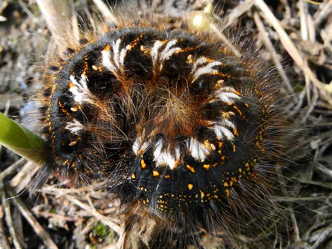 Grasglucke (Euthrix potatoria) Raupe