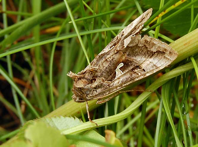 Gammaeule (Autographa gamma)