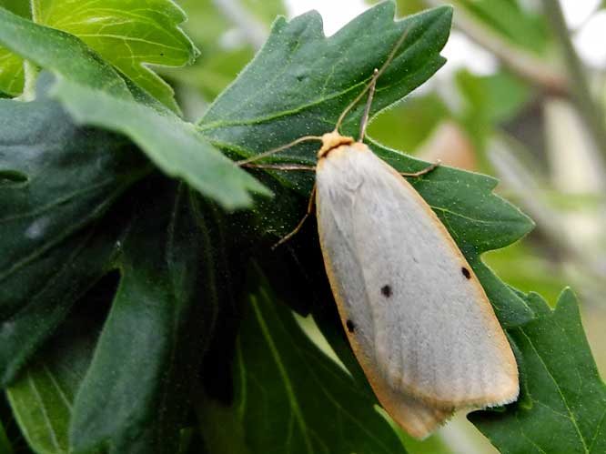 Elfenbein-Flechtenbärchen (Cybosia mesomella)