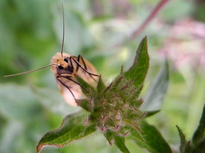 Elfenbein-Flechtenbärchen (Cybosia mesomella)