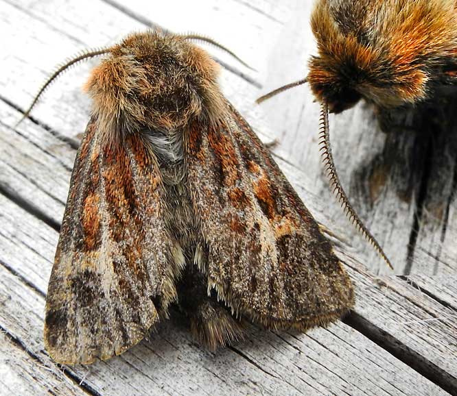 unbekannter Nachtfalter
