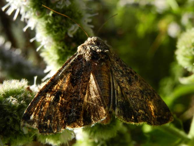 unbekannter Nachtfalter