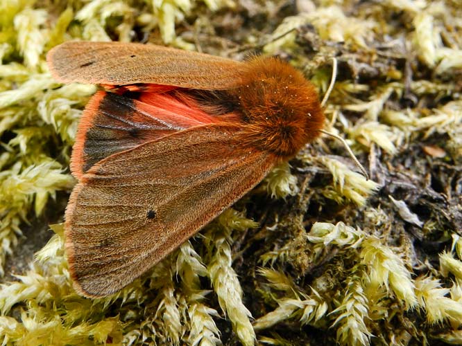 Zimtbär oder Rostflügelbär (Phragmatobia fuliginosa)