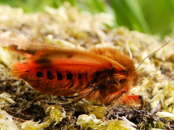 Zimtbär oder Rostflügelbär (Phragmatobia fuliginosa)