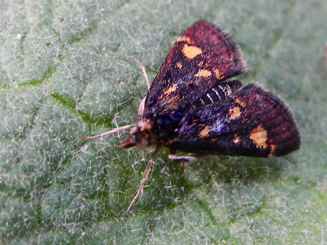 Goldzünsler (Pyrausta aurata)