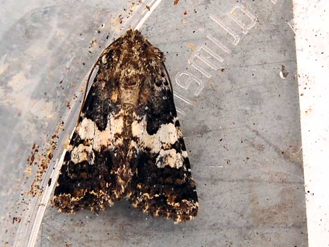 Weißbinden-Nelkeneule (Hadena compta)