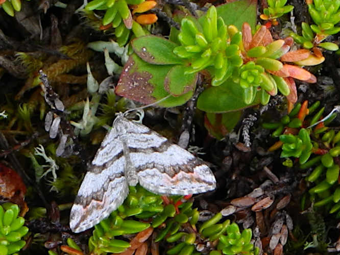 Moosbeerenspanner (Carsia sororiata)
