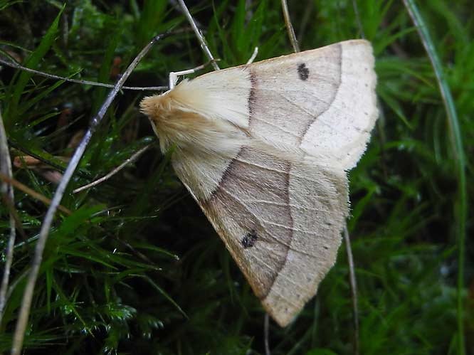 Heller Schmuckspanner (Crocallis elinguaria)