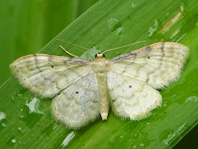 Graurandiger Zwergspanner (Idaea fuscovenosa)