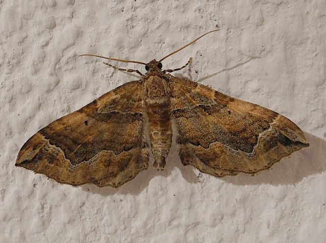 Melden-Blattspanner (Pelurga comitata)