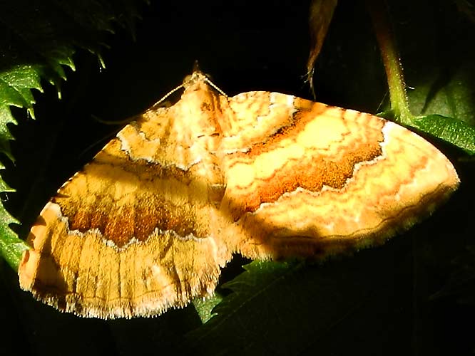 Ockergelber Blattspanner