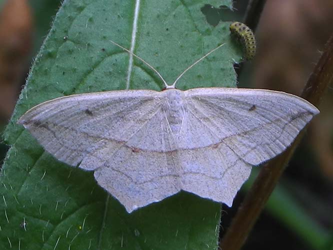 Ampferspanner (Timandra comae)