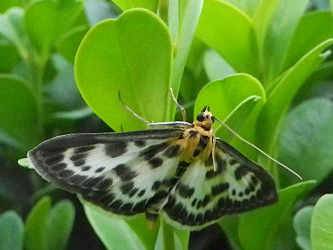 Brennesselzünsler, Anania hortulata