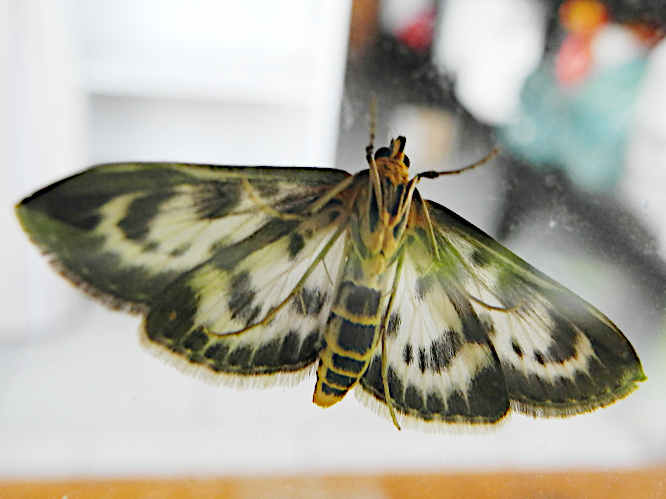 Brennesselzünsler, Anania hortulata