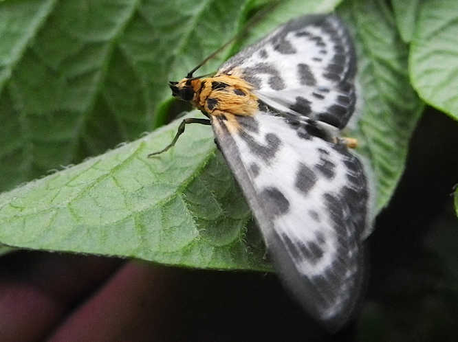 Brennesselzünsler, Anania hortulata