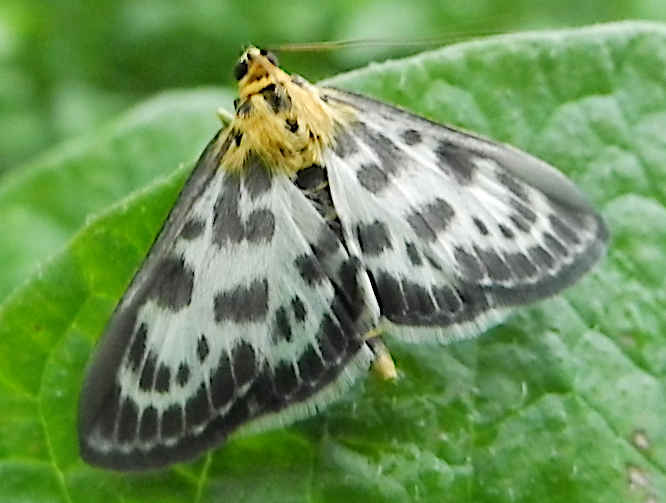 Brennesselzünsler, Anania hortulata