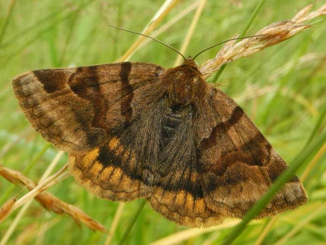 Braune Tageule (Euclidia glyphica)
